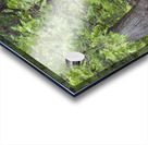 White Cedar Trees - Pemigewasset Wilderness New Hampshire Acrylic print