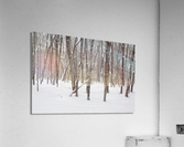 White Mountains New Hampshire - Hardwood forest  Impression acrylique