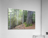 Eastern White Pine - White Mountains New Hampshire  Impression acrylique