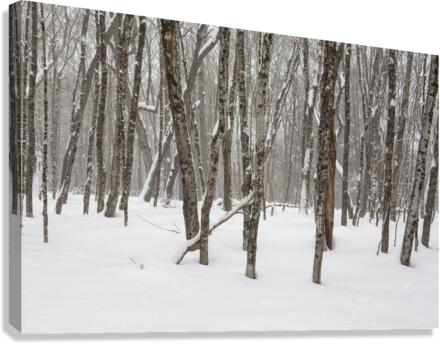 White Mountains New Hampshire - Hardwood forest  Impression sur toile