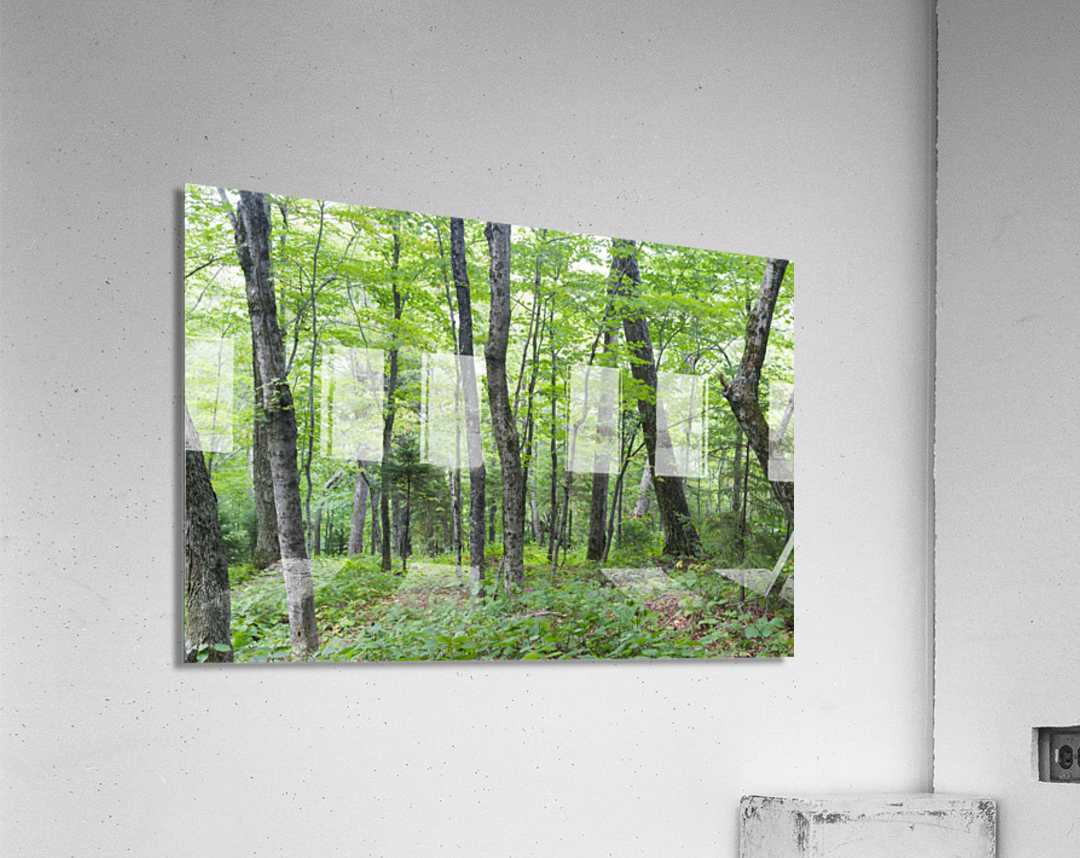 Hardwood Forest - Lafayette Brook Scenic Area New Hampshire Acrylic Print