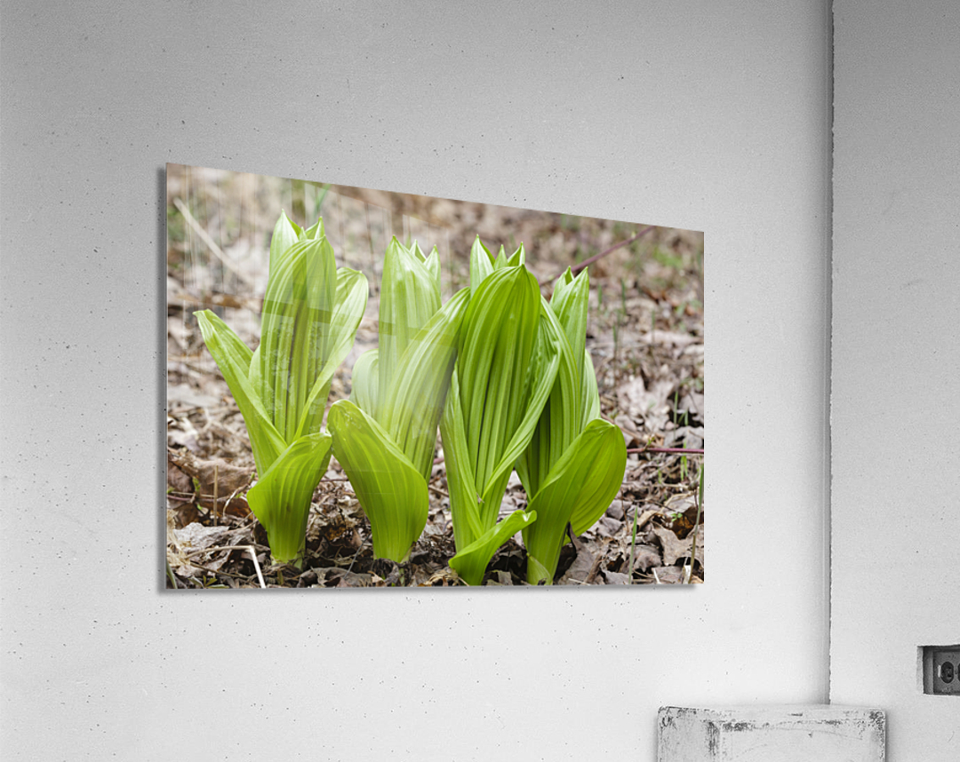 Indian Poke - Veratrum veride Acrylic Print