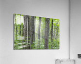Osseo Trail - White Mountains New Hampshire  Acrylic Print