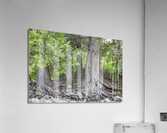 White Cedar Trees - Pemigewasset Wilderness New Hampshire  Impression acrylique