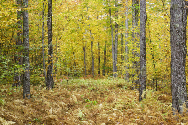 Gale River Road - Bethlehem New Hampshire Print