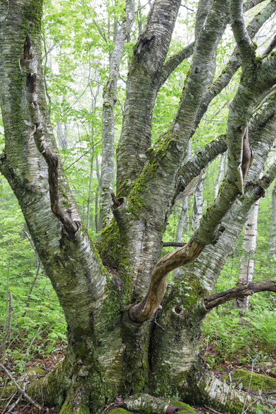 Kinsman Notch - White Mountains New Hampshire Print