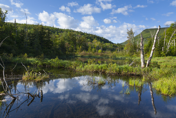 Zealand Pond - White Mountains New Hampshire  Print
