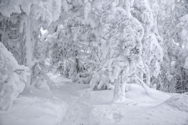 Franconia Notch State Park - Kinsman Ridge Trail Print