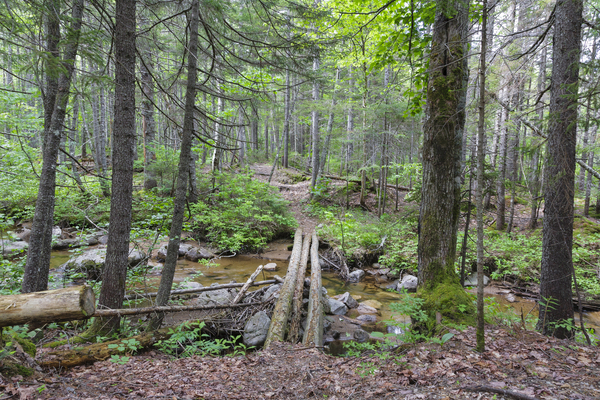 Nancy Pond Trail - Pemigewasset Wilderness New Hampshire  Print