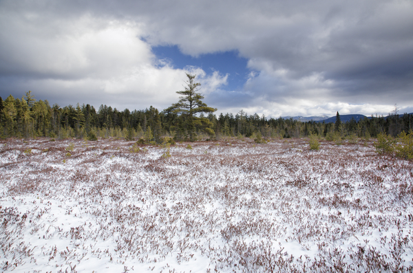 Church Pond - White Mountain National Forest  Print