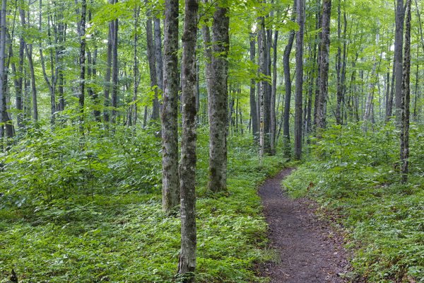 Osseo Trail - White Mountains New Hampshire Print
