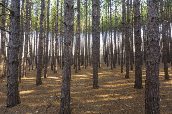 Red Pine Forest - Franconia New Hampshire  Print