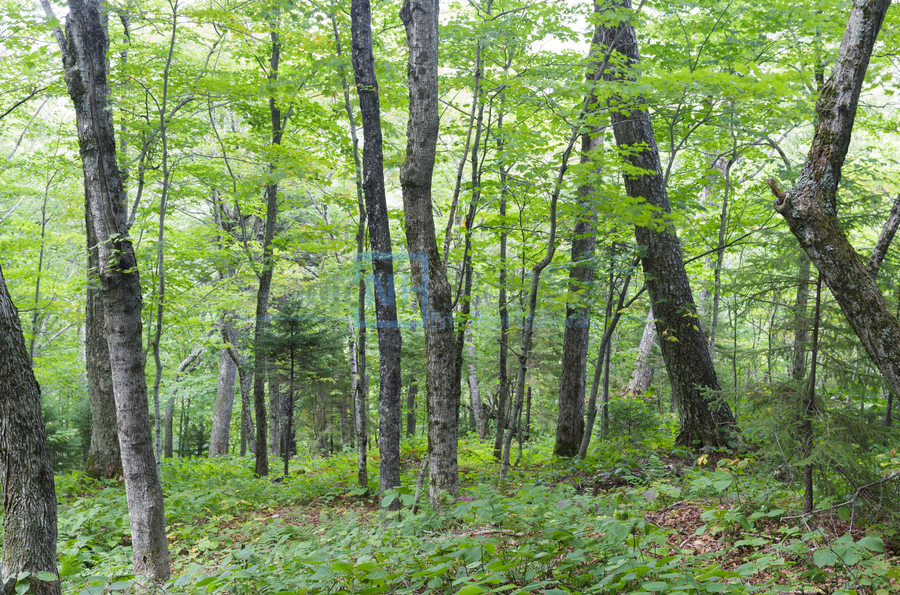 Hardwood Forest - Lafayette Brook Scenic Area New Hampshire  Print