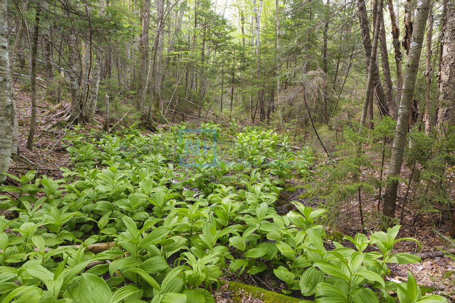 Thoreau Falls Trail - Pemigewasset Wilderness New Hampshire  Imprimer