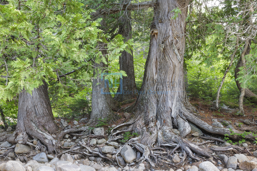 White Cedar Trees - Pemigewasset Wilderness New Hampshire  Imprimer