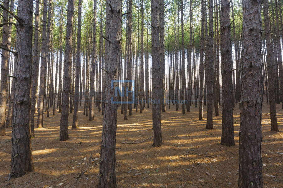 Red Pine Forest - Franconia New Hampshire  Print