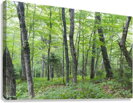 Hardwood Forest - Lafayette Brook Scenic Area New Hampshire  Canvas Print