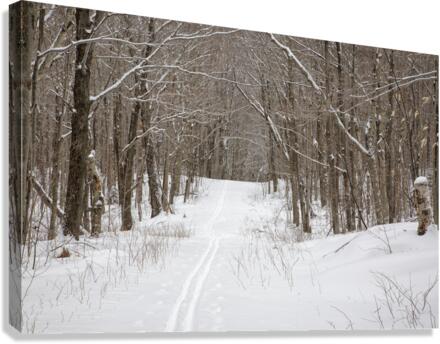 Lafayette Ski Trails - Franconia New Hampshire  Canvas Print