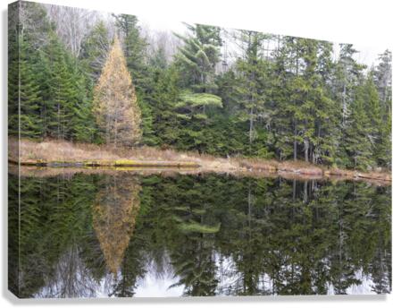 Black Pond - White Mountains New Hampshire  Impression sur toile