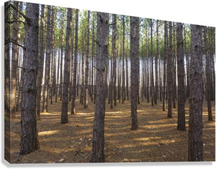 Red Pine Forest - Franconia New Hampshire  Impression sur toile