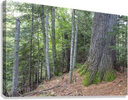 EASTERN WHITE PINE - WHITE MOUNTAINS NEW HAMPSHIRE SCENICNH PHOTOGRAPHY  Canvas Print