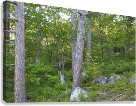 South Moat Mountain - Albany New Hampshire  Canvas Print
