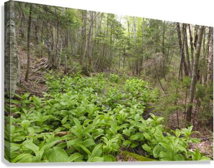 Thoreau Falls Trail - Pemigewasset Wilderness New Hampshire  Canvas Print