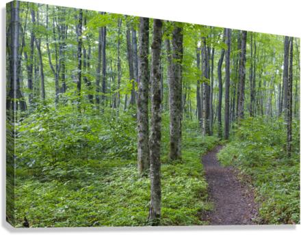 Osseo Trail - White Mountains New Hampshire  Impression sur toile