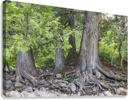 White Cedar Trees - Pemigewasset Wilderness New Hampshire  Impression sur toile