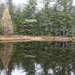 Black Pond - White Mountains New Hampshire