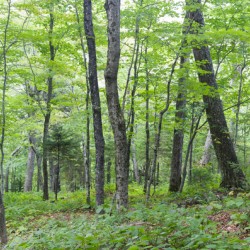 Hardwood Forest - Lafayette Brook Scenic Area New Hampshire