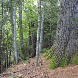 Eastern White Pine - White Mountains New Hampshire