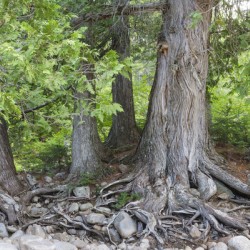 White Cedar Trees - Pemigewasset Wilderness New Hampshire