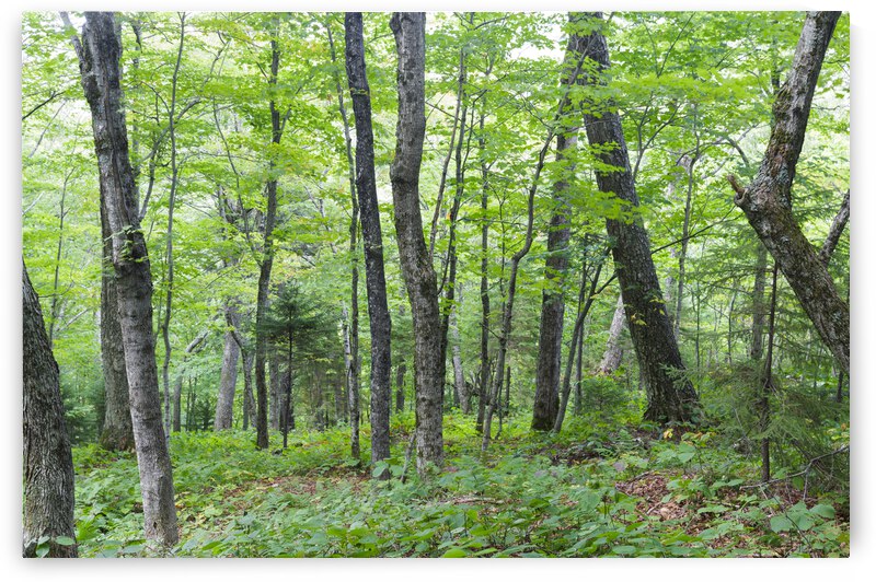 Hardwood Forest - Lafayette Brook Scenic Area New Hampshire by ScenicNH Photography
