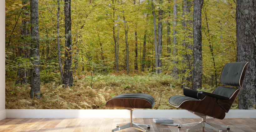 Gale River Road - Bethlehem New Hampshire Wall Murals