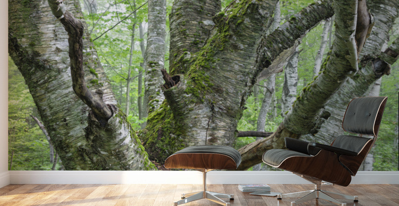 Kinsman Notch - White Mountains New Hampshire Wall Murals