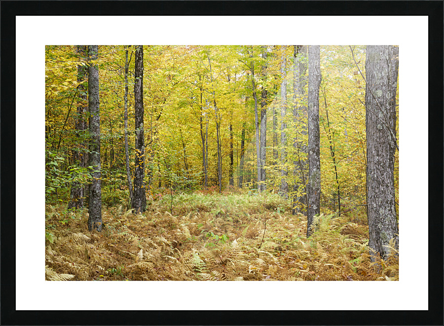 Gale River Road - Bethlehem New Hampshire Impression et Cadre photo