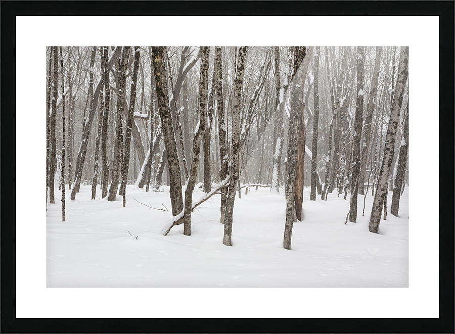 White Mountains New Hampshire - Hardwood forest Impression et Cadre photo