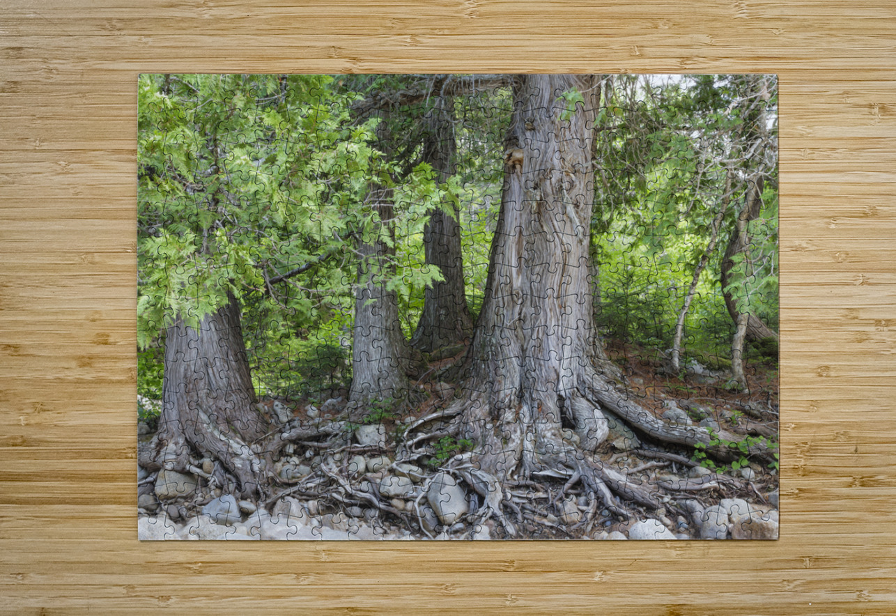 White Cedar Trees - Pemigewasset Wilderness New Hampshire ScenicNH Photography Puzzle printing