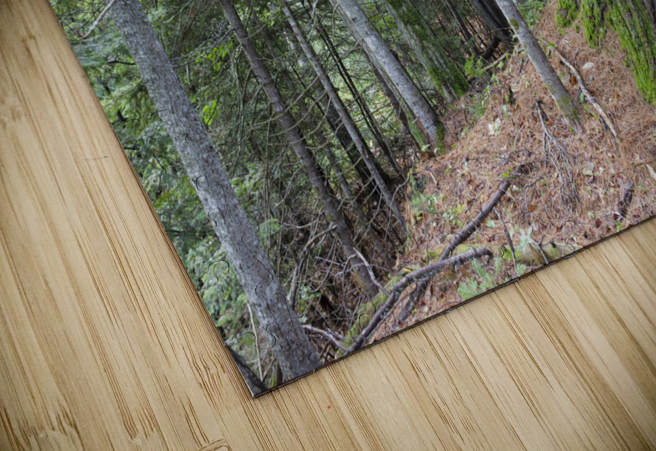 Eastern White Pine - White Mountains New Hampshire HD Sublimation Metal print