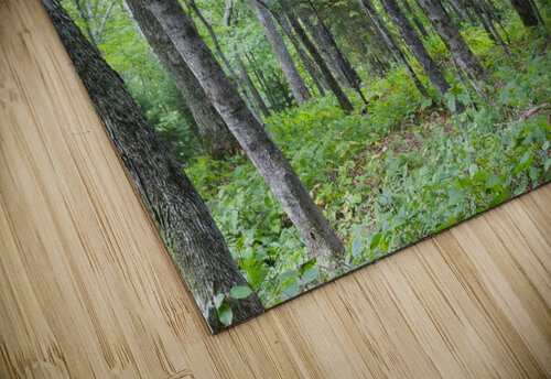 Hardwood Forest - Lafayette Brook Scenic Area New Hampshire ScenicNH Photography puzzle