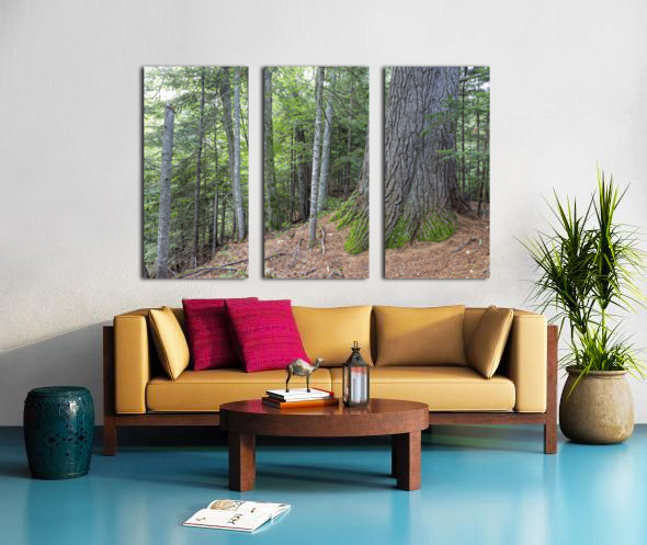 Eastern White Pine - White Mountains New Hampshire Split Canvas print