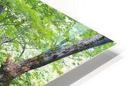Hardwood Forest - Lafayette Brook Scenic Area New Hampshire HD Metal print