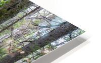 Nancy Pond Trail - Pemigewasset Wilderness New Hampshire  HD Metal print