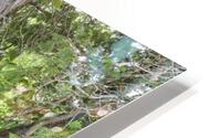 White Cedar Trees - Pemigewasset Wilderness New Hampshire HD Metal print