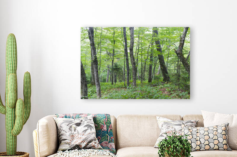 Hardwood Forest - Lafayette Brook Scenic Area New Hampshire by ScenicNH Photography