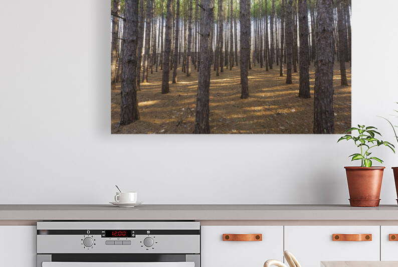Red Pine Forest - Franconia New Hampshire by ScenicNH Photography
