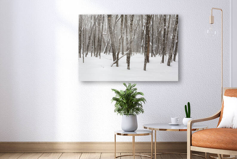 White Mountains New Hampshire - Hardwood forest by ScenicNH Photography