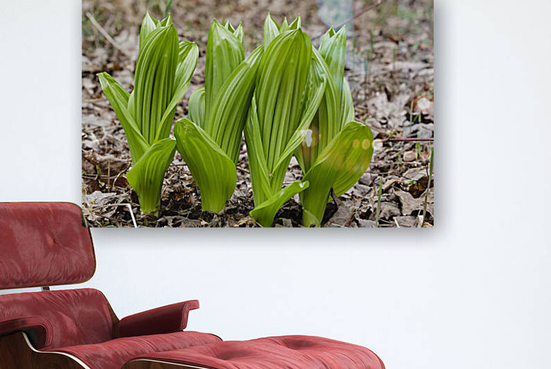 Indian Poke - Veratrum veride by ScenicNH Photography