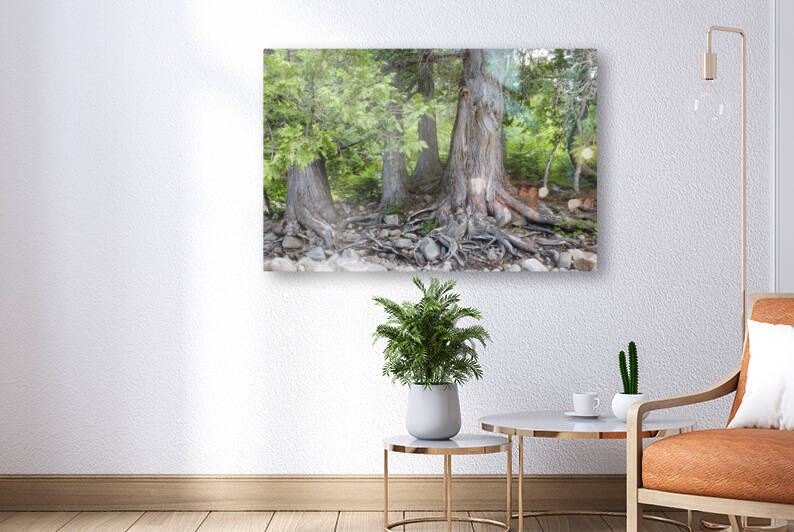 White Cedar Trees - Pemigewasset Wilderness New Hampshire by ScenicNH Photography